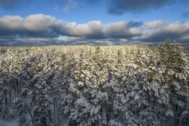 Kış çam ormanları ve huş ağaçları karla kaplı.