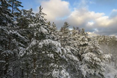 Kış çam ormanları ve huş ağaçları karla kaplı.