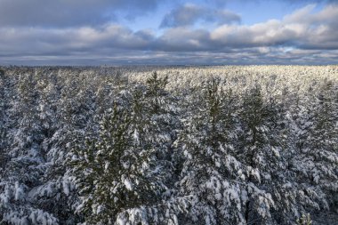 Kış çam ormanları ve huş ağaçları karla kaplı.