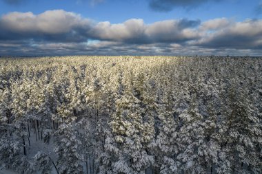 Kış çam ormanları ve huş ağaçları karla kaplı.