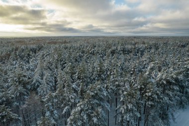 Kış çam ormanları ve huş ağaçları karla kaplı.