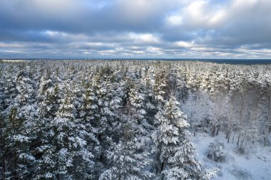 Kış çam ormanları ve huş ağaçları karla kaplı.