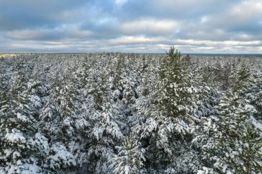 Kış çam ormanları ve huş ağaçları karla kaplı.