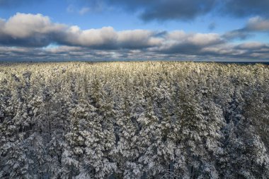 Kış çam ormanları ve huş ağaçları karla kaplı.