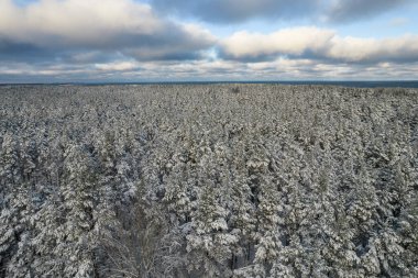 Kış çam ormanları ve huş ağaçları karla kaplı.