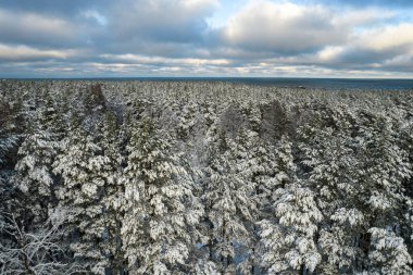 Kış çam ormanları ve huş ağaçları karla kaplı.