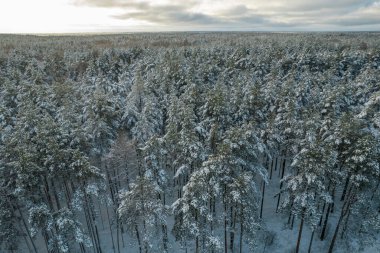 Kış çam ormanları ve huş ağaçları karla kaplı.