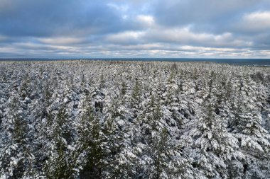 Kış çam ormanları ve huş ağaçları karla kaplı.