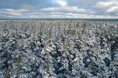 Kış çam ormanları ve huş ağaçları karla kaplı.