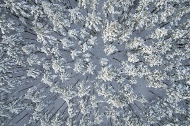 Kış çam ormanları ve huş ağaçları karla kaplı.