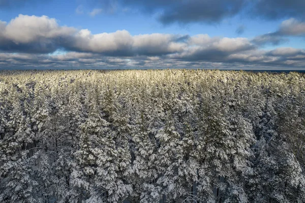 Kış çam ormanları ve huş ağaçları karla kaplı.