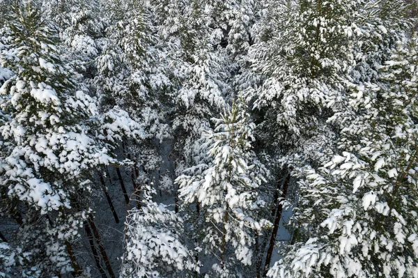 Зимние сосновые леса и березовые рощи покрытые снегом — стоковое фото