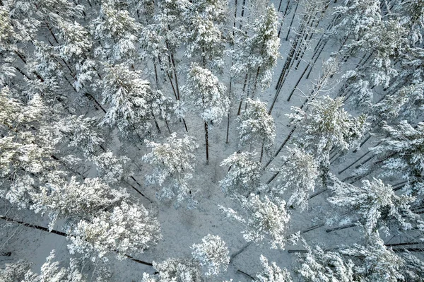 Forêts hivernales de pins et de bouleaux enneigés — Photo