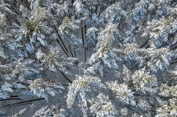 Florestas de pinheiros de inverno e bosques de bétula cobertos de neve — Fotografia de Stock