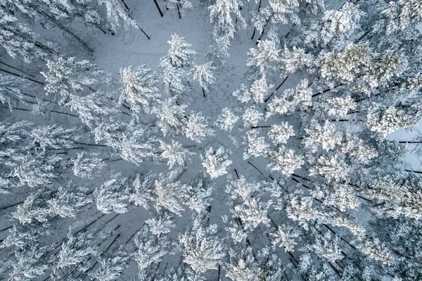 冬季松树林和被雪覆盖的桦树林 — 图库照片