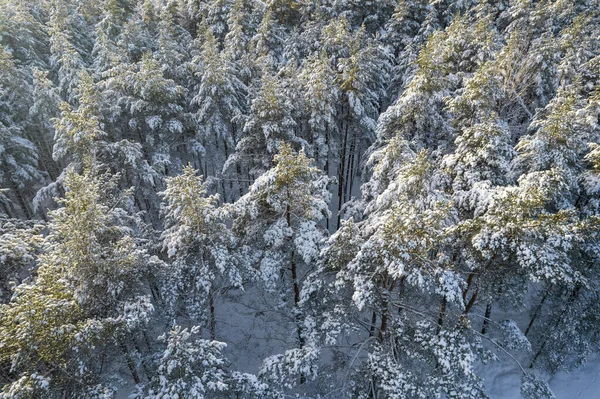 冬季松树林和被雪覆盖的桦树林 — 图库照片