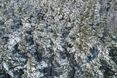 Kış çam ormanları ve huş ağaçları karla kaplı.