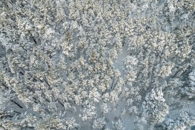 Kış çam ormanları ve huş ağaçları karla kaplı.