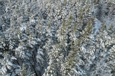 Kış çam ormanları ve huş ağaçları karla kaplı.
