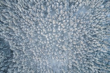 Kış çam ormanları ve huş ağaçları karla kaplı.