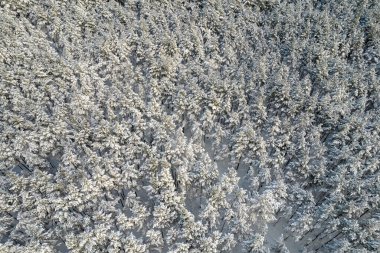 Kış çam ormanları ve huş ağaçları karla kaplı.