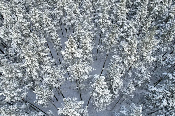 Winter pine forests and birch groves covered with snow — Stock Photo, Image