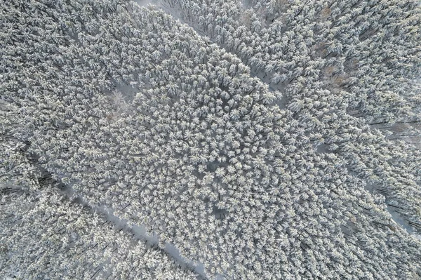 Kış çam ormanları ve huş ağaçları karla kaplı.