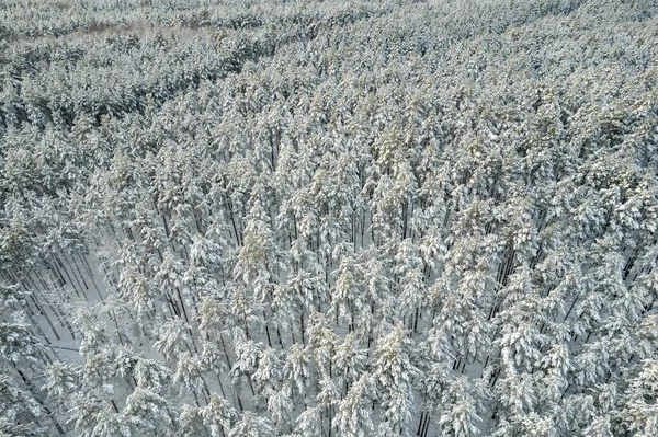 Winter pine forests and birch groves covered with snow — Stock Photo, Image