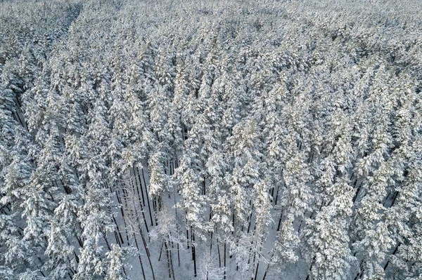 Winter pine forests and birch groves covered with snow — Stock Photo, Image
