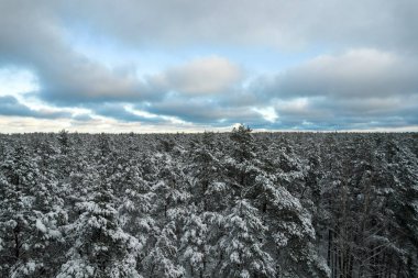 Kış çam ormanları ve huş ağaçları karla kaplı.