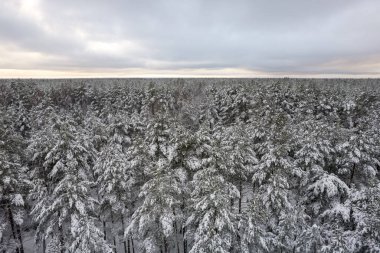 Kış çam ormanları ve huş ağaçları karla kaplı.