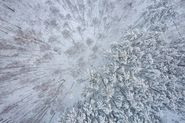 冬季松树林和被雪覆盖的桦树林 — 图库照片