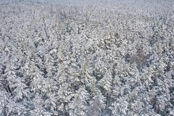 Florestas de pinheiros de inverno e bosques de bétula cobertos de neve — Fotografia de Stock