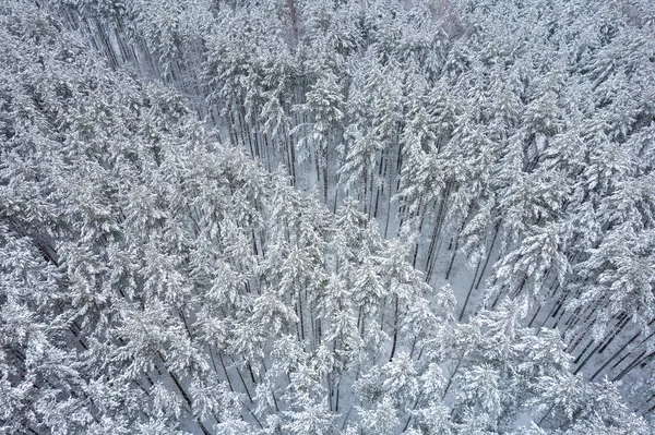 Florestas de pinheiros de inverno e bosques de bétula cobertos de neve — Fotografia de Stock