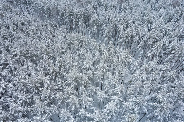 Winterdennenbossen en berkenbossen bedekt met sneeuw — Stockfoto
