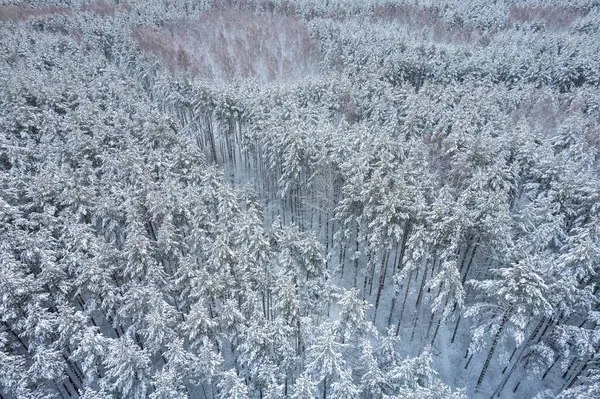 Зимние сосновые леса и березовые рощи покрытые снегом — стоковое фото