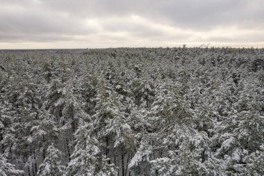Kış çam ormanları ve huş ağaçları karla kaplı.