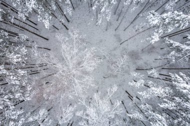 Kış çam ormanları ve huş ağaçları karla kaplı.