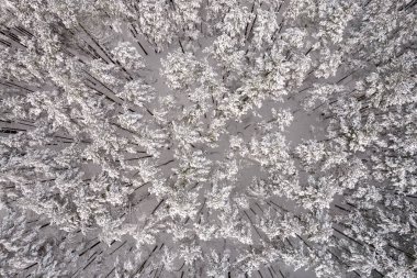 Kış çam ormanları ve huş ağaçları karla kaplı.