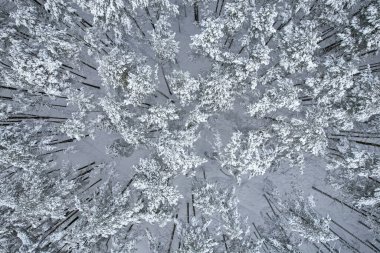 Kış çam ormanları ve huş ağaçları karla kaplı.