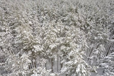 Kış çam ormanları ve huş ağaçları karla kaplı.
