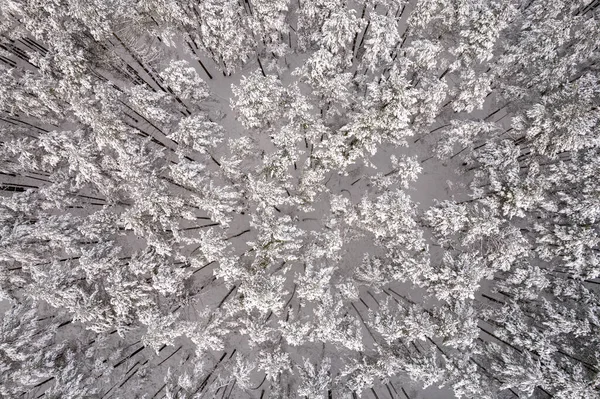 Winterdennenbossen en berkenbossen bedekt met sneeuw — Stockfoto