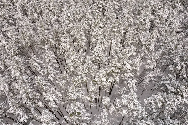 Winterdennenbossen en berkenbossen bedekt met sneeuw — Stockfoto