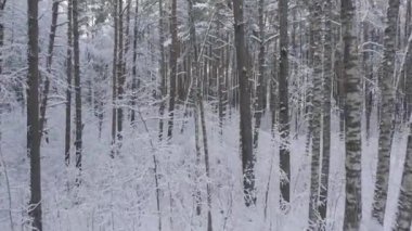 Buz gibi beyaz kış çam ormanları ve huş ağaçlarıyla kaplı ağaçların havadan görünüşü. Drone kışın ağaçlar arasında uçar. Noel temalı arka plan. Idyllic manzara