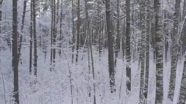 Vue Aérienne Forêts Pins Blancs Gelés Bouleaux Couverts Givre Neige — Video