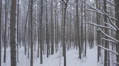 Buz gibi beyaz kış çam ormanları ve huş ağaçlarıyla kaplı ağaçların havadan görünüşü. Drone kışın ağaçlar arasında uçar. Noel temalı arka plan. Idyllic manzara
