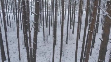 Buz gibi beyaz kış çam ormanları ve huş ağaçlarıyla kaplı ağaçların havadan görünüşü. Drone kışın ağaçlar arasında uçar. Noel temalı arka plan. Idyllic manzara