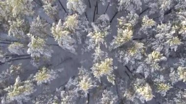 Buz gibi beyaz kış çam ormanları ve huş ağaçlarıyla kaplı ağaçların havadan görünüşü. Drone kışın ağaçlar arasında uçar. Noel temalı arka plan. Idyllic manzara