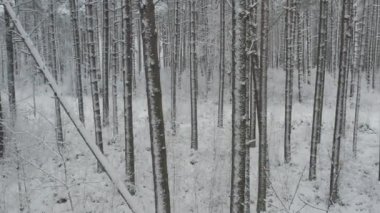 Buz gibi beyaz kış çam ormanları ve huş ağaçlarıyla kaplı ağaçların havadan görünüşü. Drone kışın ağaçlar arasında uçar. Noel temalı arka plan. Idyllic manzara