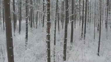 Buz gibi beyaz kış çam ormanları ve huş ağaçlarıyla kaplı ağaçların havadan görünüşü. Drone kışın ağaçlar arasında uçar. Noel temalı arka plan. Idyllic manzara